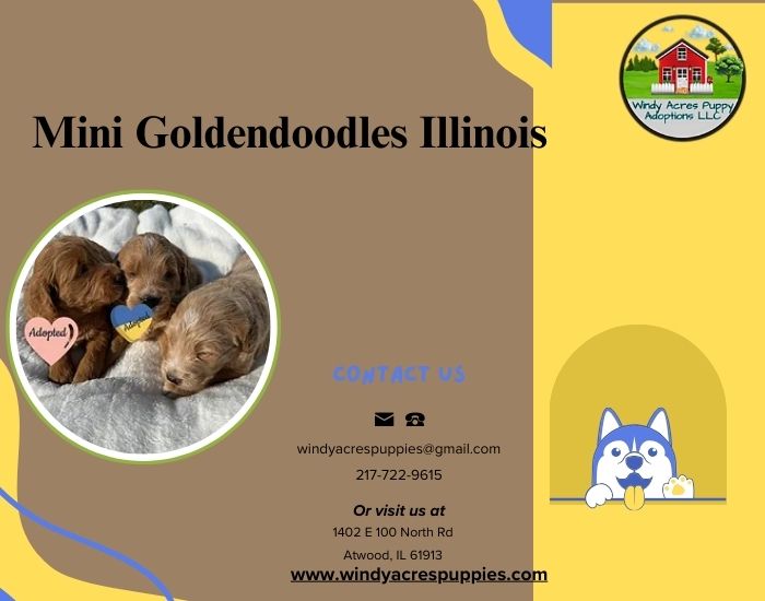 Mini Goldendoodles For Sale In Illinois: Perfect Family Companions